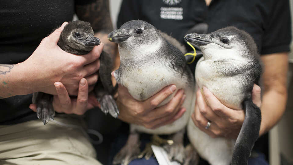 Three penguin chicks with biologists