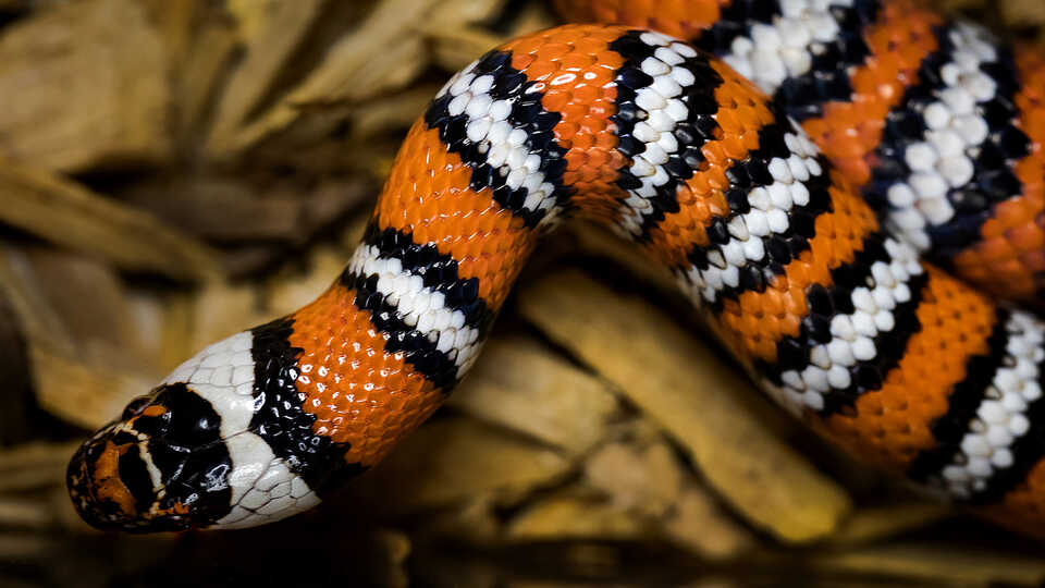 Orange, black, and white striped kingsnake 