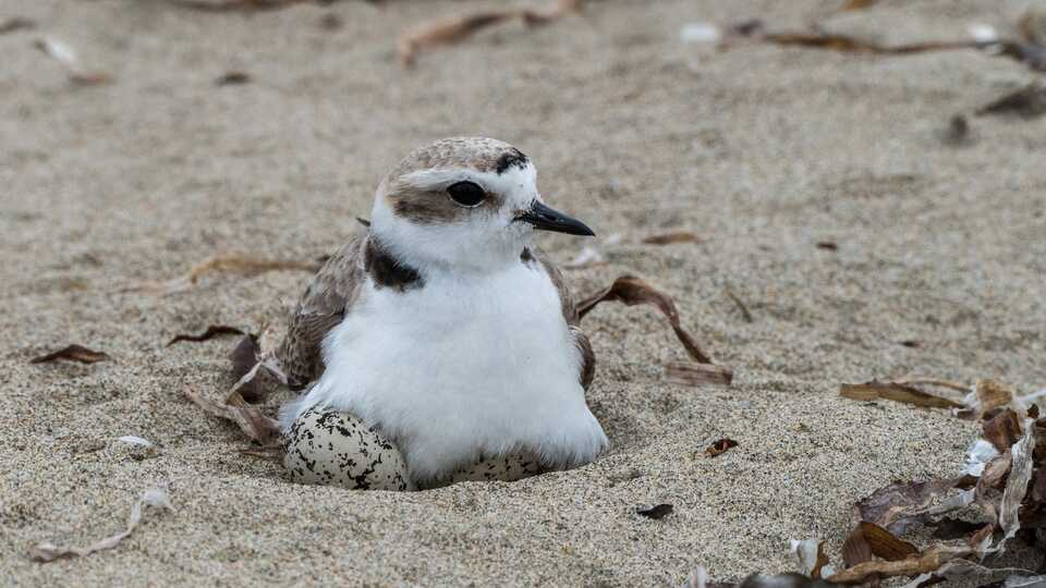 A western snowy plover guards its eggs on the beach