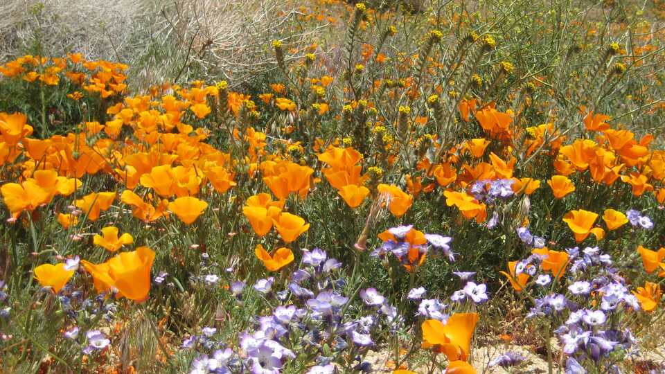 Multicolored wildflowers including orange poppies in a field